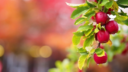 Apple Branch - leaves, twig, tree, apples