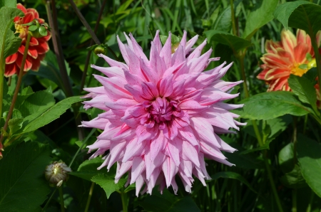 Dahlia - garden, petals, plant, blossom, leaves