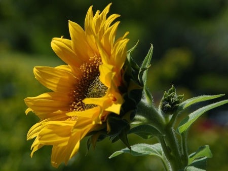 Sunflower - buds, yellow, petals, blossom, leaves, garden