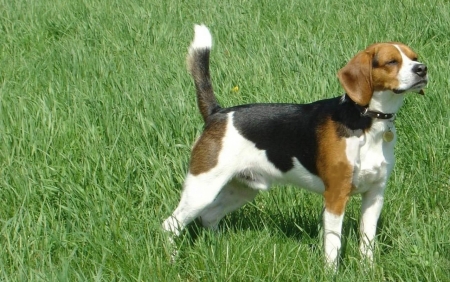 used for hunting and makes a good pet - beagle, hunting, pet, houund