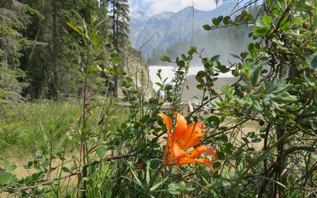 Prairie Lily with Wapta Waterfalls in the Background - nature, forest, canada, mountains, waterfall, flower