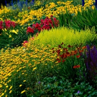 Colorful Flowers