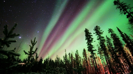 Northern lights over forest - night, stars, forest, trees