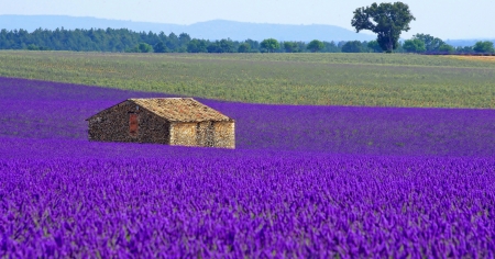 Provence France - purple, landscape, france, summer, field, house, provence, lavender