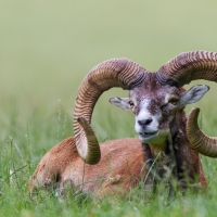 Mouflon