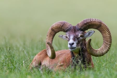 Mouflon - sheep, mouflon, green, animal, grass, horns