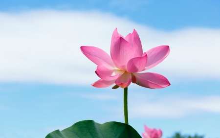 Lotus - lotus, sky, flower, pink, blue, green