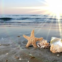 seashells on the beach