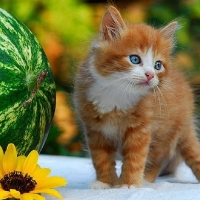 cute kitten