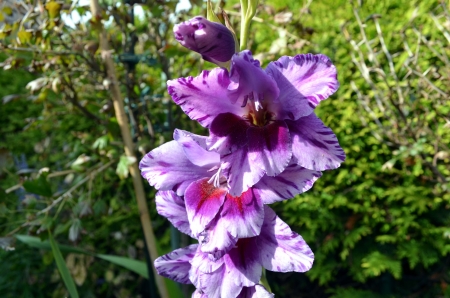 Gladiolus - garden, blossoms, petals, blue