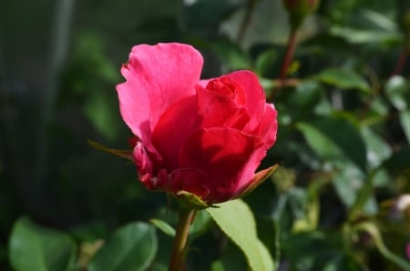 Rosebuds - garden, rose, pink, petals, plant, blossom, leaves