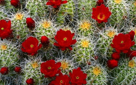 Red Cactus Flowers - flowers, cactus, nature, red