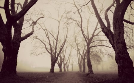 Dark Woods - dark, tree, nature, wood