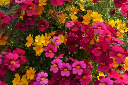 Colorful Flowers - blossoms, red, garden, petals, yellow