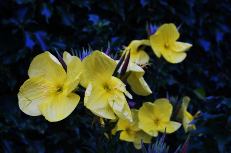 Evening Star - blossoms, garden, petals, plant, leaves, yellow