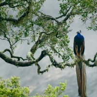 Peacock