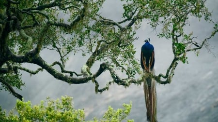 Peacock - tree, animal, bird, peacock