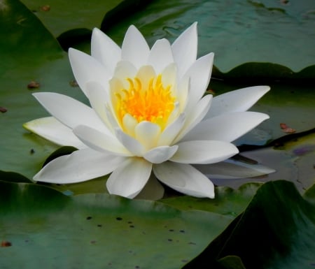 Waterlily - white, petals, water, blossom, leaves, yellow