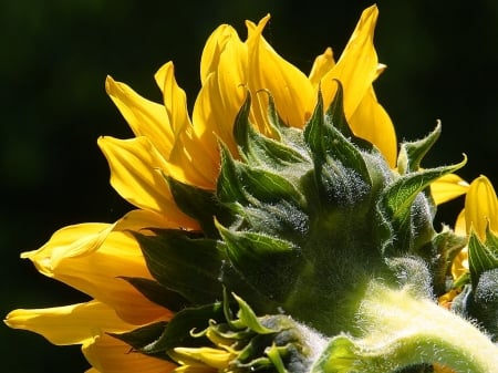 Sunflower - summer, garden, petals, blossom, yellow