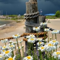 Flowers at the Beach