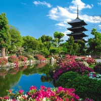 spring in China with  flowers and temple