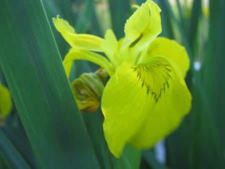 yellow iris - yellow flower, yellow iris, iris, gold