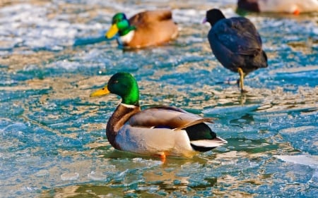 Mallards - animals, bird, duck, mallard