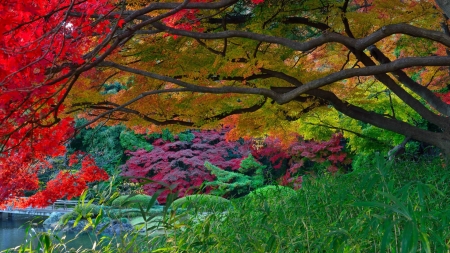 Autumn Park - lake, bridge, garden, trees