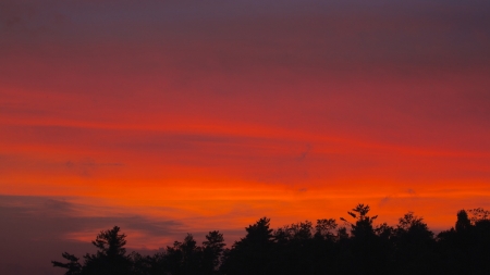 Evening Glow - sky, forest, trees, clouds