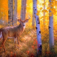 Deer in Autumn