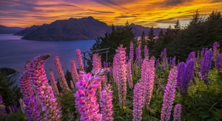 Mountain Flowers - flowers, lake, spring, lupin