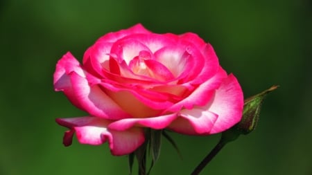 Rose - blossom, bud, petals, pink