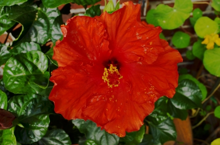 Hibiscus - blossom, garden, red, petals, leaves