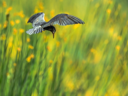 Bird Flying - bird, flying, animal, wings