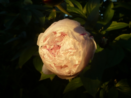 moon peony - white peony, moon peony, peony, pink flower, white flower