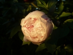 moon peony