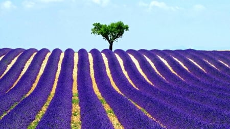 Provence France - provence, lavender, blue, tree, purple, green, field, france, sky