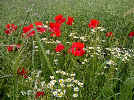 Poppies in Field