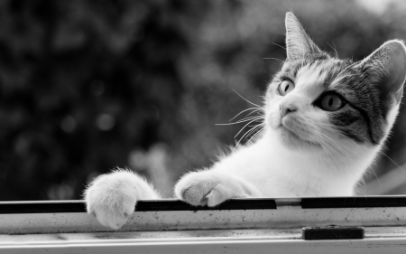 I see you! - white, cat, animal, bw, funny, cute, black