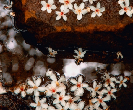 Spring Flowers - flowers, white, spring, water