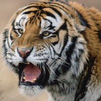 TIGER2