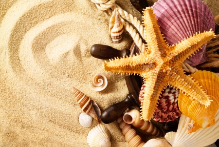 Sea shells - sands, star, beach, treasure, beautiful, shells, summer