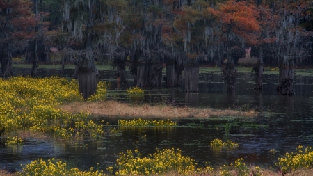 Deep Forest - water, flowers, forest, trees