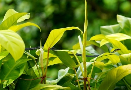 Paradise Tree Snake - green, tree, paradise, snake