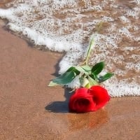 Rose on the Beach