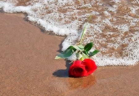 Rose on the Beach - water, beach, sand, rose