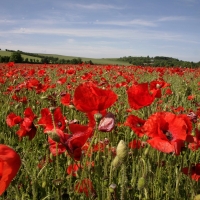 red poppy field