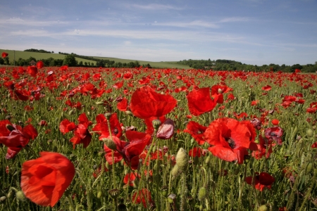 red poppy field - red, flowers, field, poppy, nature