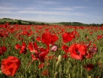 red poppy field