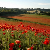 Poppy Dawn